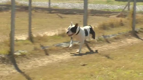 Luz verde a la nueva Ley de Protección animal que endurece las multas por maltrato