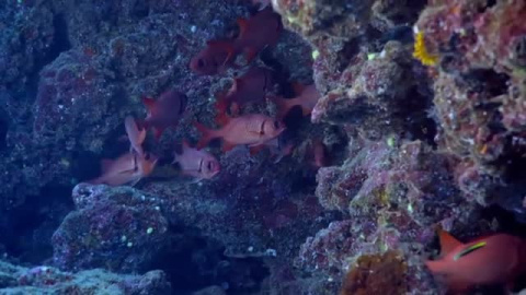 Descubren una barrera de corales de tres kilómetros frente a las costas de Taiti