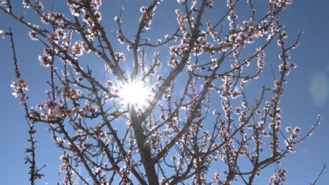 El espectáculo de los almendros en flor