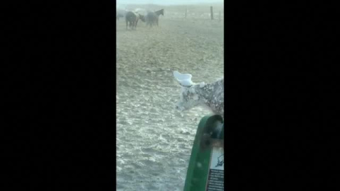 Un rancho en Dakota del Sur amanece sepultado por la nieve