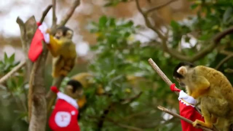 Los monos del zoo de Londres reciben por adelantado la visita de Papa Noel