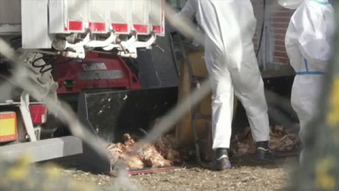 Sacrifican a más de 130.000 gallinas tras un brote de gripe aviar en una macrogranja de Valladolid