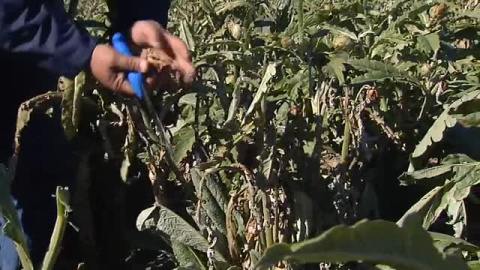 La 'helada negra' arrasa la cosecha de alcachofa