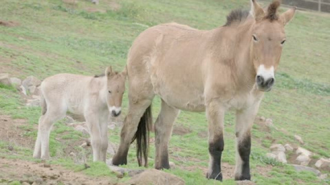 Nace de vientre equino "de alquiler" un caballo de Przewaski con ADN clonado