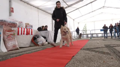 Monachil premia al perro más habilidosos y que más se parece a su humano