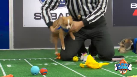 En la previa de la Super Bowl llega la Puppy Bowl