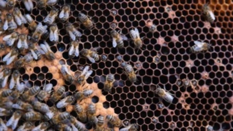 Vacunas para abejas, el primer gran paso para mitigar su declive