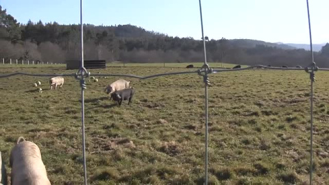 Granja de cerdos versus complejo de ecoturismo