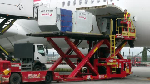 San Valentín llega volando. Así se transportan y descargan  toneladas de flores cortadas de Ecuador y Colombia