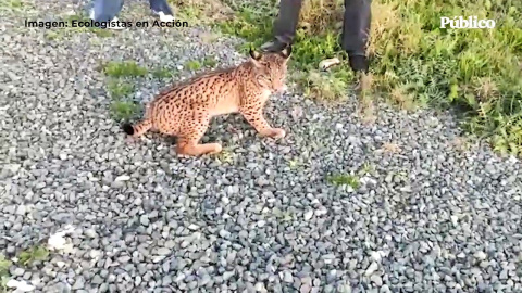 Ecologistas en Acción denuncian un nuevo atropello de lince en Doñana