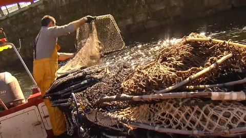 Lamprea: el pez prehistórico que levanta pasiones en Galicia