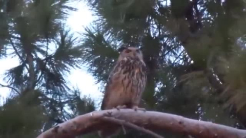 Ejemplares de búho real en El Retiro y el Jardín Botánico