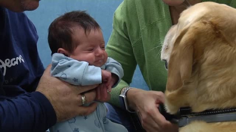 Un perro guía entra por primera vez en una unidad de neonatos