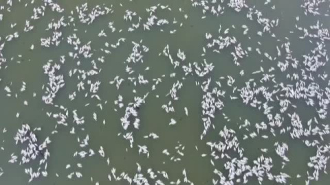 Aparecen millones de peces muertos en el río Darling de Australia