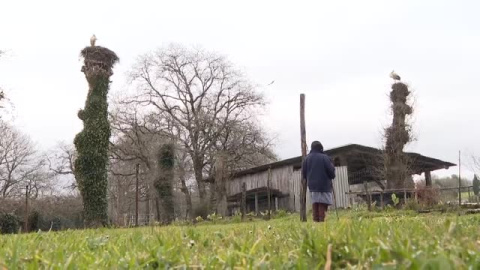 La aldea de Lugo en la que hay más cigüeñas que vecinos 