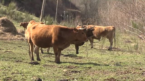 Una pareja de granjeros denuncia homofobia en un pueblo del Bierzo