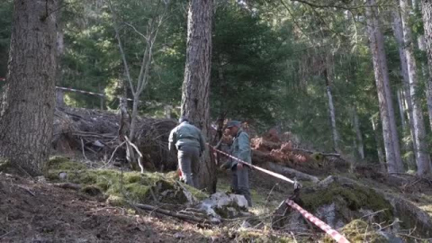 Un oso mata a un corredor en Italia 