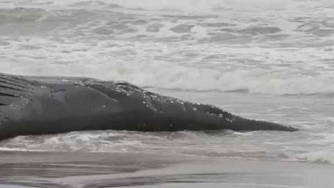 Aparece varada en una playa de Nueva Jersey la séptima ballena jorobada en poco más de un mes