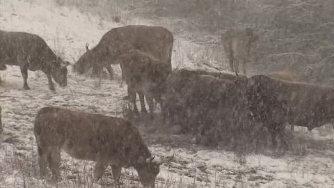 Cae la cota de nieve en el norte a los 500 metros y seguirá bajando