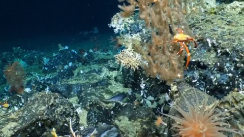 Descubren una nuevo coral a 500 metros de profundidad frente a Ecuador