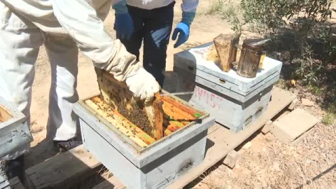 "Nunca había sufrido tanto por mis abejas"