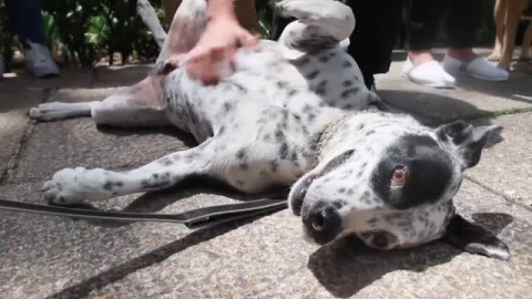 Miles de personas marchan en Ciudad de México en defensa de los derechos de los animales