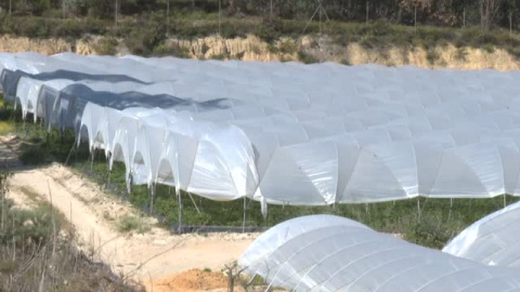 La guerra de la fresa y el agua en Doñana