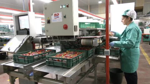 El 60 por ciento de la producción de frutos rojos de Huelva viene de pequeños agricultores con permiso de riego