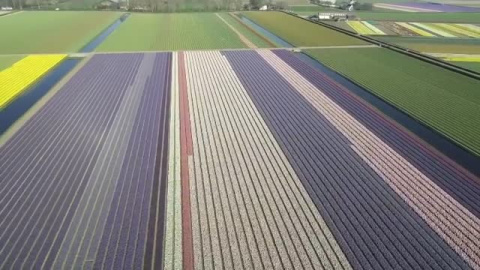 El jardín floral más grande del mundo reabre sus puertas