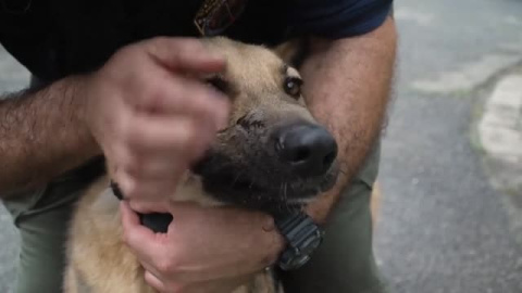 La Policía húngara adopta a un perro que perdió parte de la cara en la guerra de Ucrania