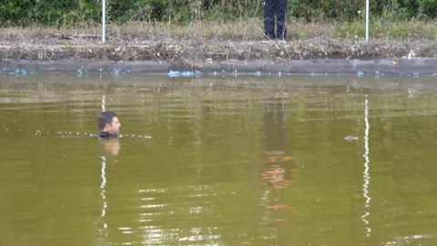 Complicada captura de un caimán aparecido en una balsa de agua de Yunclillos, en Toledo