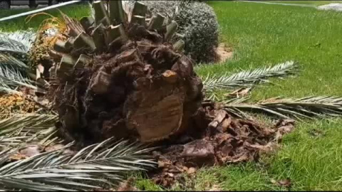 Derrumbe de una decena de palmeras por el calor en Alicante