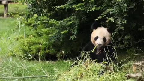 El primer oso panda nacido en Francia viaja a China