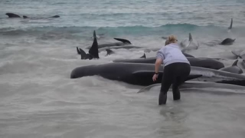 Mueren 51 ballenas en una playa de Australia