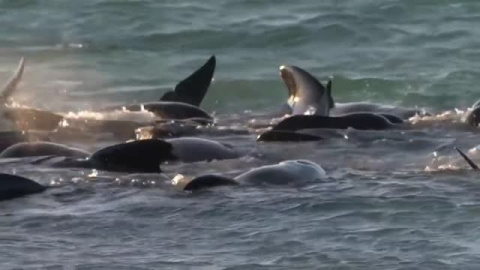 Sacrifican a las 46 ballenas que permanecían varadas en una playa de Australia