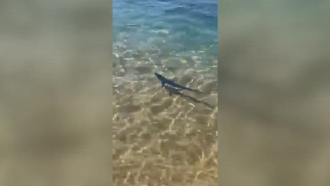 Una cría de tintorera sorprende a los bañistas de una playa de Girona