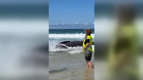 Aparece varado el cadáver de un tiburón peregrino de seis metros en la playa ferrolana de Doniños