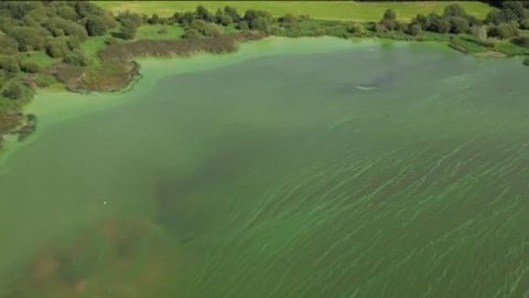 Un alga tóxica envenena el mayor lago de agua dulce de Reino Unido e Irlanda