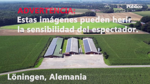 Pollos estampados, gallinas podridas y deformidades: el maltrato en una granja que abastece a Lidl