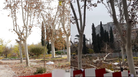 El arboricidio de Almeida y Ayuso toma forma: el antes y el después de la tala masiva en Madrid Río