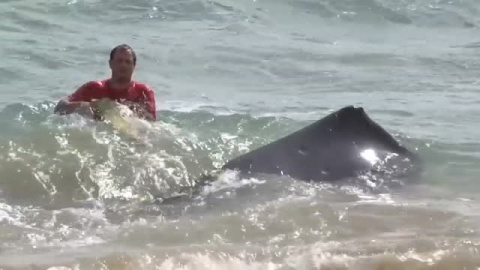 Aparece una ballena muerta en una playa de Hawái con gran cantidad de plásticos en su estómago 