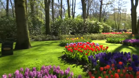 Los tulipanes, símbolo del esplendor de la primavera en Países Bajos 