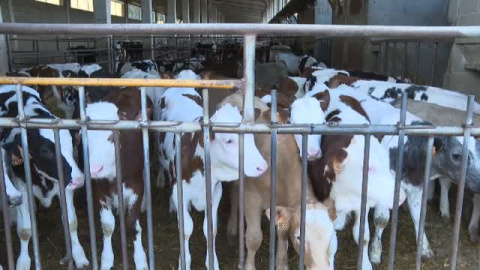 La sequía hace estragos en el campo y el Gobierno anuncia ayudas de ahorro fiscal para agricultores y ganaderos