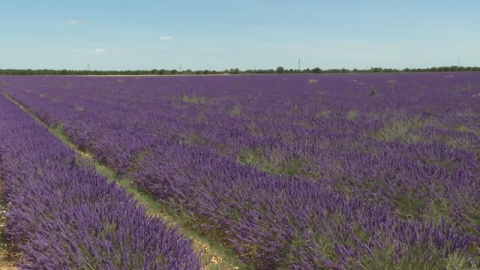 Lavanda en todo su esplendor