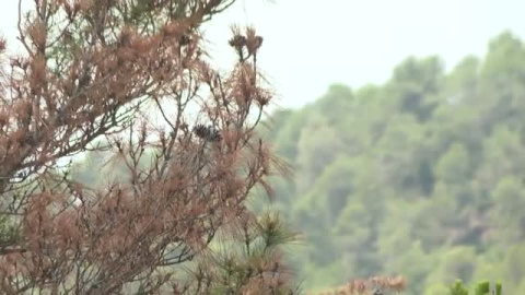 La sequía amenaza a los bosques y a árboles como los pinos