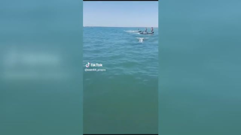 Una orca sorprende a los bañistas de una playa de Huelva