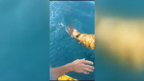 Las costas gaditanas sufren una tremenda invasión de algas asiáticas que impiden faenar a los pescadores