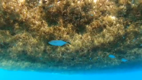 Un cinturón del tamaño de América del Sur amenaza las aguas del Caribe y Florida