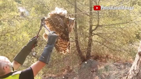 La policía local de Málaga rescata un búho real atrapado en una alambrada