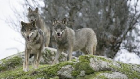 El Consejo de Europa aprueba rebajar la protección del lobo